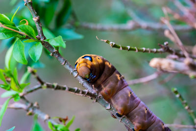 Close-up of insect on hand