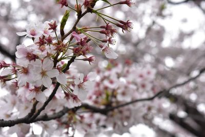 Close-up of pink cherry blossoms in spring