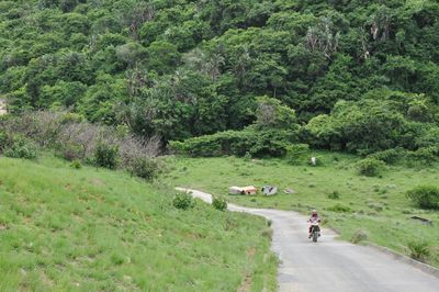 Man on road amidst trees
