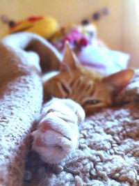 Close-up of cat sleeping on bed