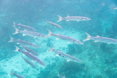 Fish swimming in sea