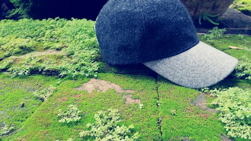 Grass growing on field