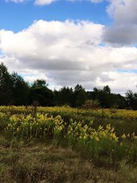 Scenic view of field against cloudy sky