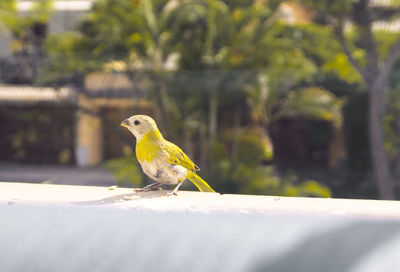 Close-up of bird perching on retaining wall
