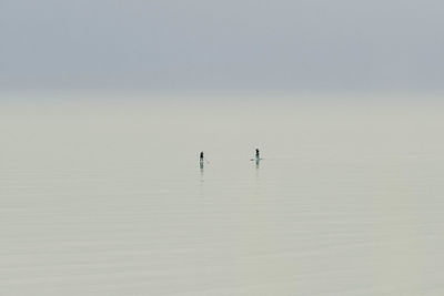 Birds swimming in lake