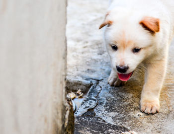 Close-up of puppy