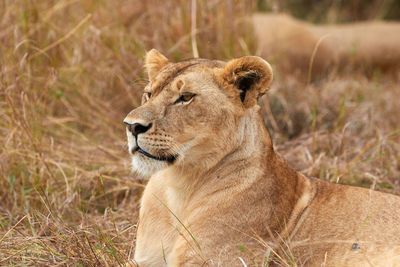 Close-up of a cat looking away