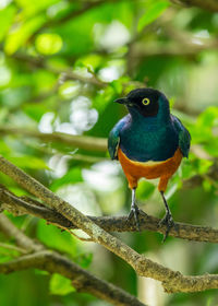 Close-up of bird perching on branch