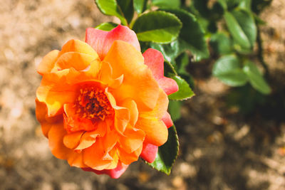 Close-up of flower against blurred background