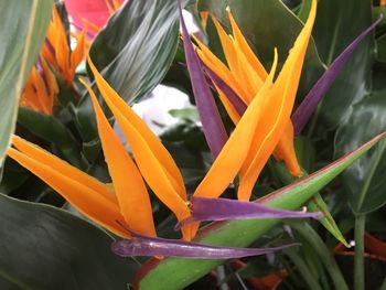 Close-up of orange flowers