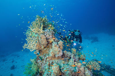 View of jellyfish swimming in sea