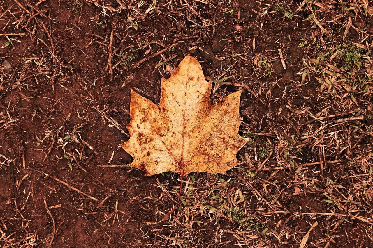 dry, high angle view, leaf, autumn, grass, fallen, field, change, nature, ground, dirt, close-up, day, outdoors, no people, tranquility, falling, season, sunlight, leaves