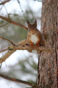 Squirrel on tree