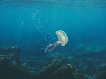 Jellyfish swimming in sea