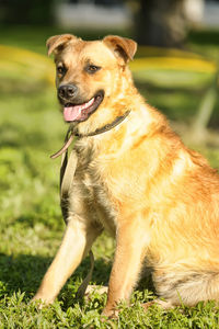 Dog looking away on field