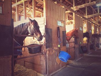 Horses in stable