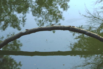 Close-up of wet plant during winter