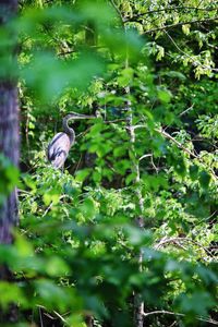 View of bird perching on tree