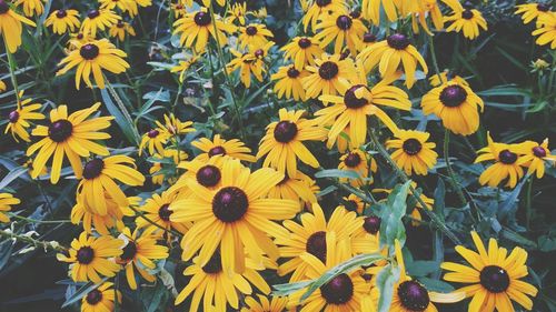 Close-up of yellow flowers in field