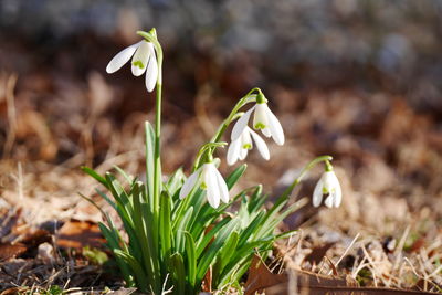 Close-up of snowdrops blooming on field