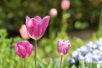 Close-up of pink crocus flowers