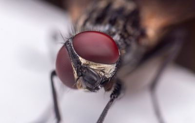 Close-up of fly