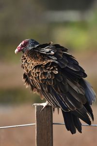 Close-up of eagle perching on wooden post