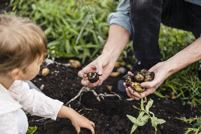 Father harvesting potatoes with daughter in field