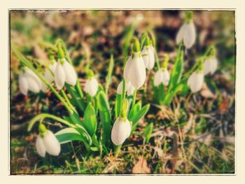 Close-up of flowers blooming in field