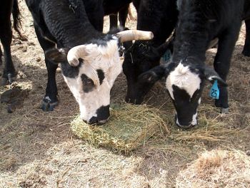 Horses standing on field