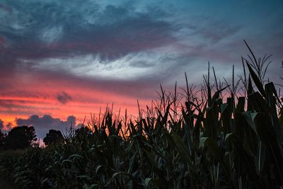 Silhouette of trees on field against cloudy sky