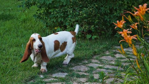 Dog standing on grass