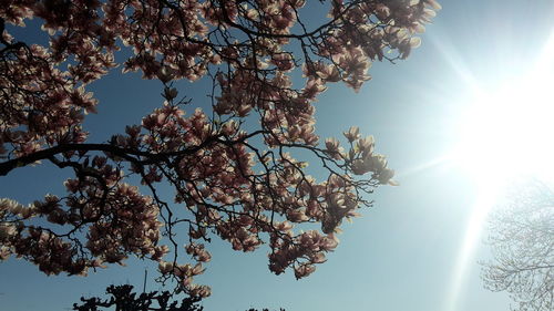 Low angle view of flower tree against sky