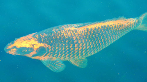 Close-up of fish swimming in sea