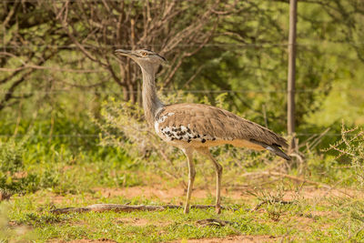 Side view of a bird on land