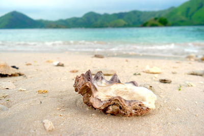 Close-up of sea shell on beach