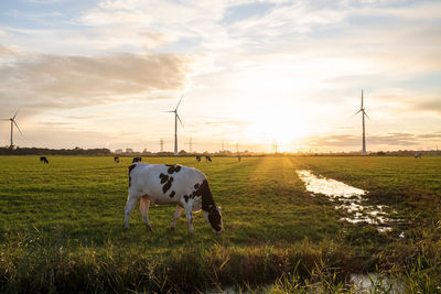 Cows grazing on field against sky during sunset