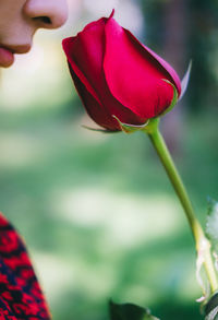 Close-up of red tulip