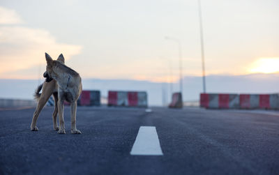 Close-up of a dog on road