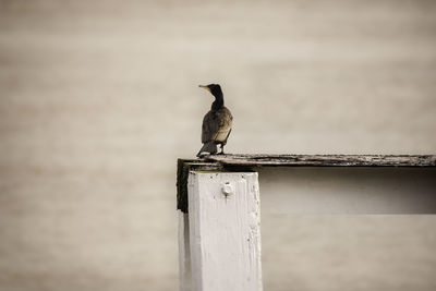 Bird perching on wooden post