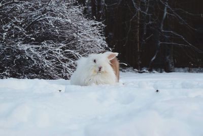 White cat on snow covered tree in forest