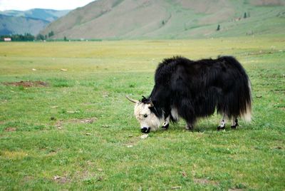 Sheep grazing on grassy field