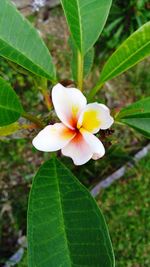Close-up of frangipani blooming outdoors