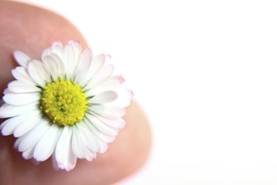 Close-up of hand holding pink flower