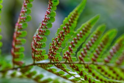 Close-up of fern