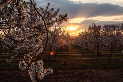 View of flower tree at sunset