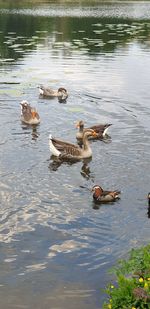 High angle view of ducks swimming in lake