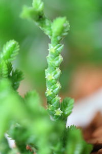 Close-up of fresh green plant