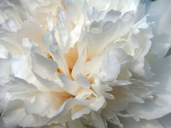 Full frame shot of white flower