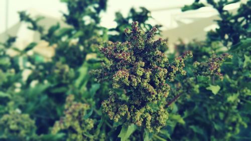 Close-up of plant growing on tree